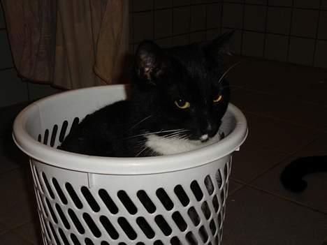 Blanding af racer Sille - Ja, jeg sidder her altså endnu! billede 8