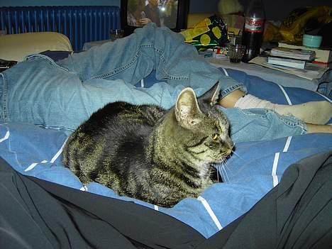 Blanding af racer Mitte *DØD* billede 2