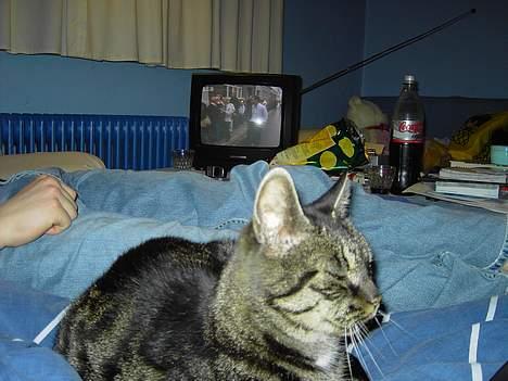 Blanding af racer Mitte *DØD* billede 3