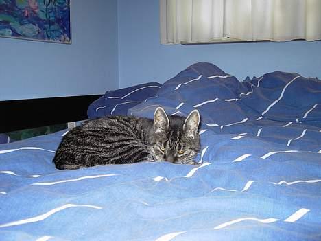 Blanding af racer Mitte *DØD* billede 4