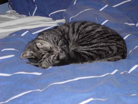 Blanding af racer Mitte *DØD* billede 5