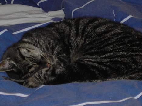 Blanding af racer Mitte *DØD* - uhh jeg elsker at ligge i sengen og putte :o) billede 6