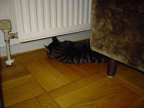 Blanding af racer Mitte *DØD* billede 7