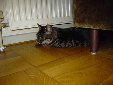 Blanding af racer Mitte *DØD* billede 8