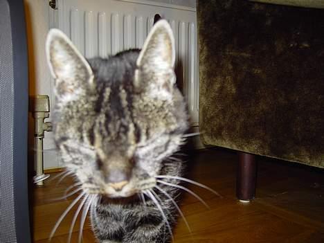 Blanding af racer Mitte *DØD* - hey der. lige et closeup :o) billede 9