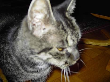 Blanding af racer Mitte *DØD* billede 10