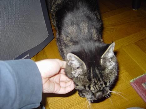 Blanding af racer Mitte *DØD* billede 11