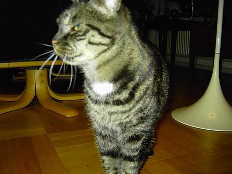 Blanding af racer Mitte *DØD* billede 12