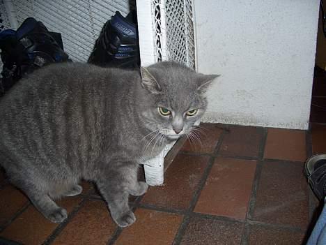 Blanding af racer Sille, *DØD 3/4 -06* - Tror du at du taler til mig ?, miiiau :P billede 9