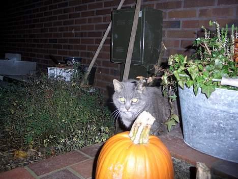 Blanding af racer Sille, *DØD 3/4 -06* - Halllo--weeen :) billede 10