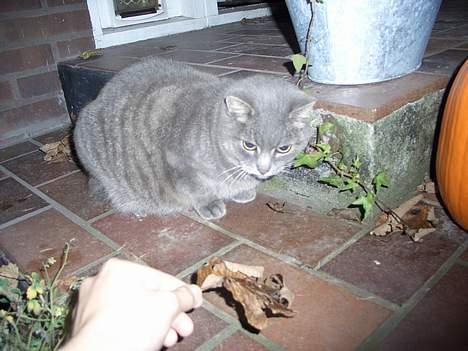 Blanding af racer Sille, *DØD 3/4 -06* - Jeg spiser dig, måske, ja, .. bar så du ved det. .. billede 11