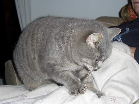 Blanding af racer Sille, *DØD 3/4 -06* - angriiiiib, Mors lår , :P billede 12