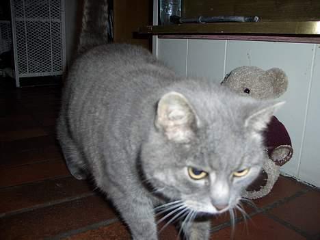 Blanding af racer Sille, *DØD 3/4 -06* - jeg er en faaaarlig tyr, jeg stanger dig [klø mit hoved] ! billede 14