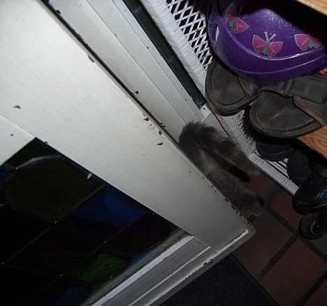 Blanding af racer Sille, *DØD 3/4 -06* - Jeg er skredet baby :] billede 15