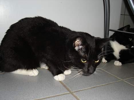 Blanding af racer NyMis - Skumler lige lidt på badeværelset! billede 1