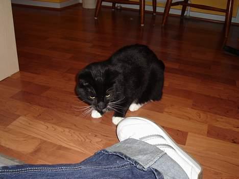 Blanding af racer NyMis - Gad vide om den sko kan spises?! billede 2