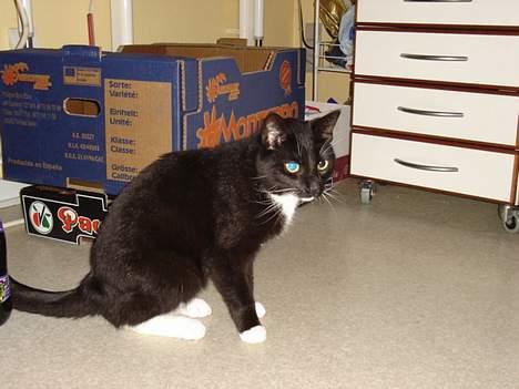 Blanding af racer NyMis - Prinsen af køkkenet! billede 3