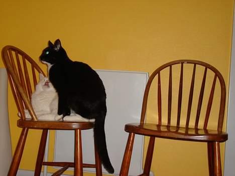 Blanding af racer NyMis - Ahh, det er så rart at nusse lidt med Basse når han altså gider! billede 4