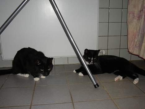 Blanding af racer NyMis - Sally gider ikke nusse, så jeg holder mig på afstand! billede 5