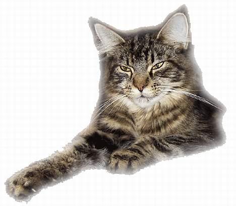 Maine Coon Ankicoon´s Shanti billede 10