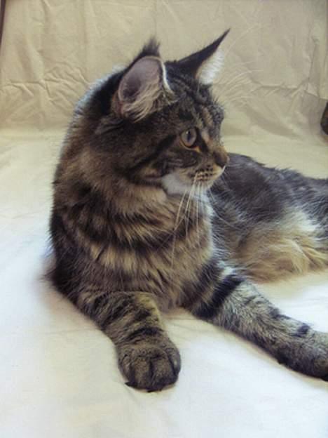 Maine Coon Ankicoon´s Shanti billede 11