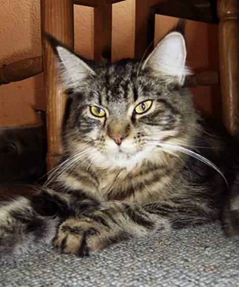 Maine Coon Ankicoon´s Shanti billede 12