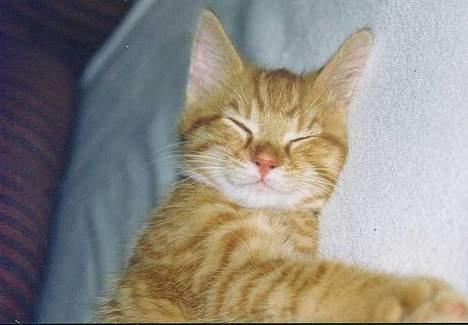 Blanding af racer Tigergutt billede 4