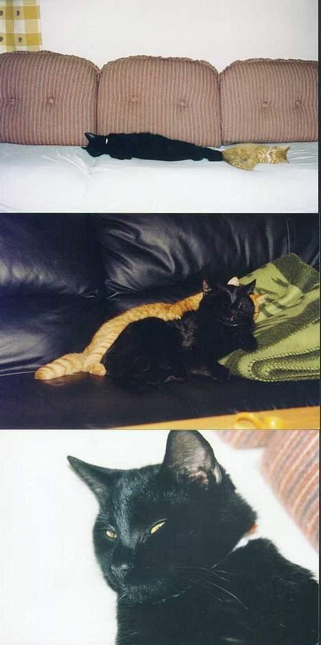 Blanding af racer choco billede 5