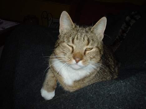 Blanding af racer Julle billede 5