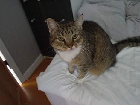 Blanding af racer Julle billede 6