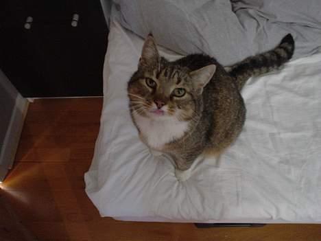 Blanding af racer Julle billede 7