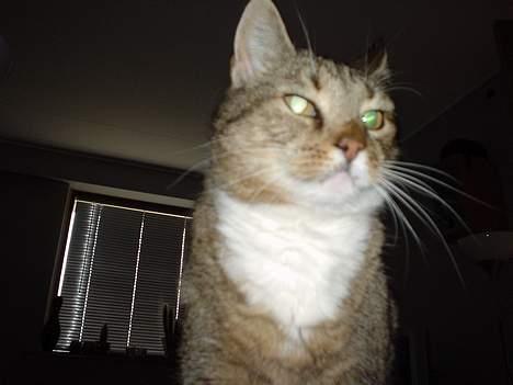 Blanding af racer Julle billede 8