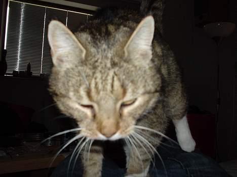 Blanding af racer Julle billede 9