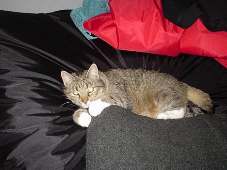 Blanding af racer Julle billede 10