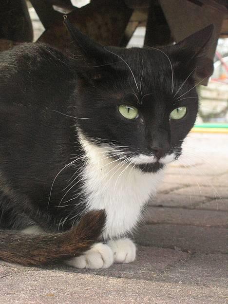 Huskat Bamse  - bams under traileren =P billede 19