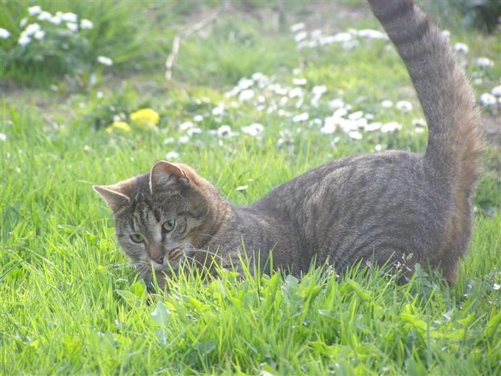 Huskat Tiger - Fjollede tiger xD billede 16