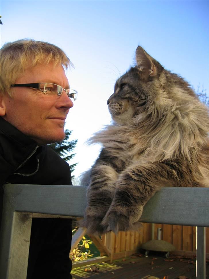 Maine Coon Cornelius død d. 19/2.09 - Min dejlige mand og Cornelius...godt billede ikk´ billede 17