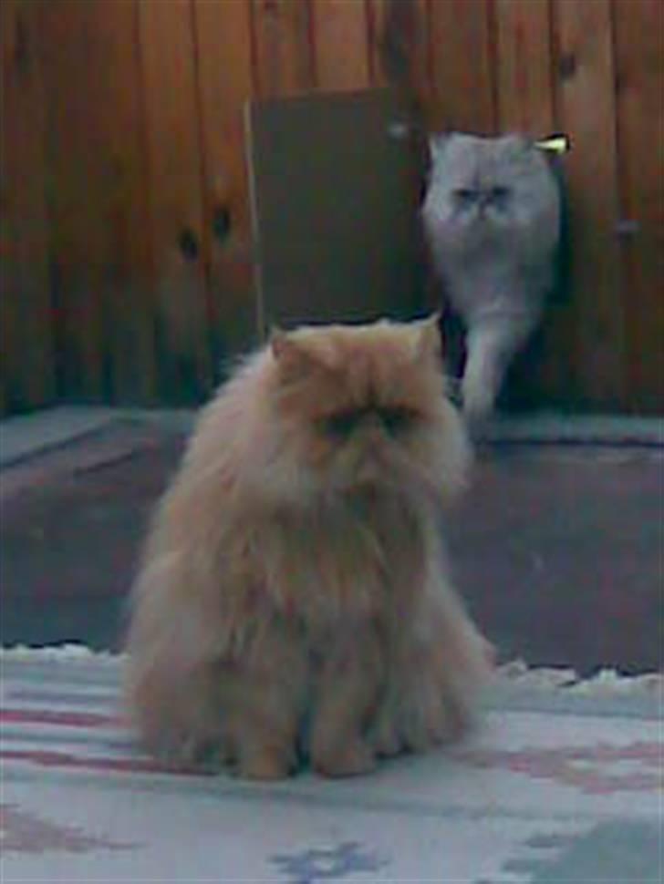 Perser Baltazzar - ha ha så kom jeg før mor idag , så kan hun lære det kan hun billede 6