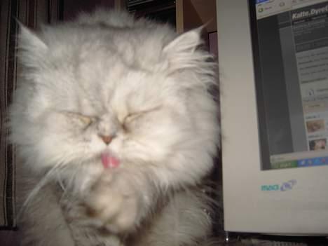 Perser Baltazzar - bæ bæ mor det er min tur til at være ved compjuteren i dag billede 7