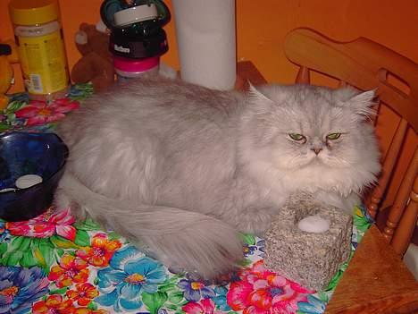 Perser Baltazzar - ja jeg er jo ikke en kat , da laver så meget , men jeg kan da godt ligge lidt på boret. billede 8