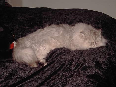 Perser Baltazzar - det ser ikke ud til mor kommer med mad nu . gider jeg hoppe ned , nej ikke nu billede 9