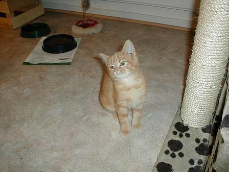 Blanding af racer millemis - hejsa her er jeg knapt 15 uger gammel.. og er en dejlig og veltilpas killing billede 1