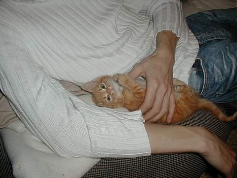 Blanding af racer millemis - leger lige med med mors ven billede 2