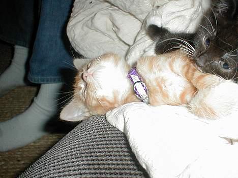 Blanding af racer millemis - jaaa det er mig :-) billede 3