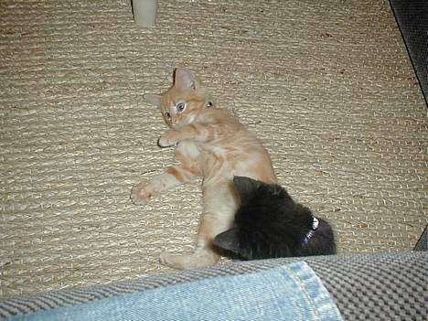 Blanding af racer millemis - kom bare an musse jeg kan godt ordne dig billede 4