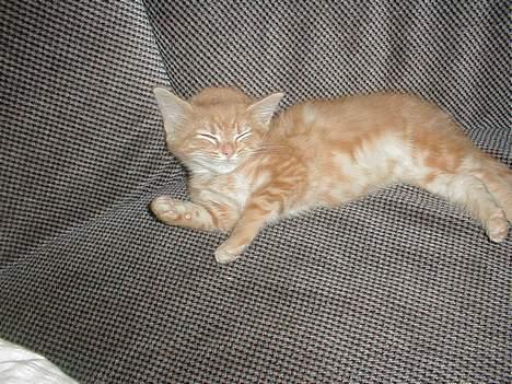 Blanding af racer millemis - åååååh mor ikke vække mig når jeg sover så godt billede 5