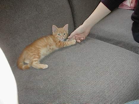 Blanding af racer millemis - der er mille syg med maven billede 6