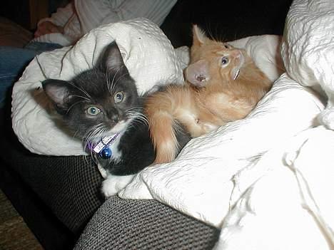 Blanding af racer millemis - milles legekammart musse som tilhører min kæreste billede 7