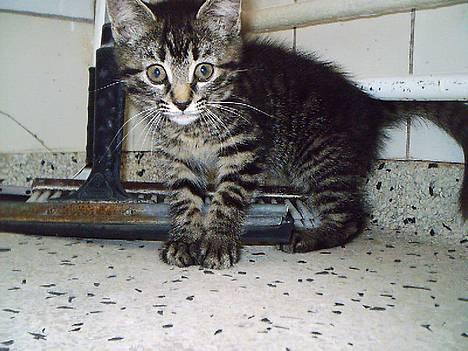 Huskat Pjuske (Himmelkat) - Arg et kamera billede 11