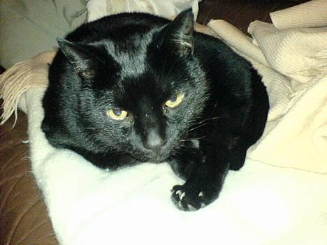 Huskat Simba.  billede 13